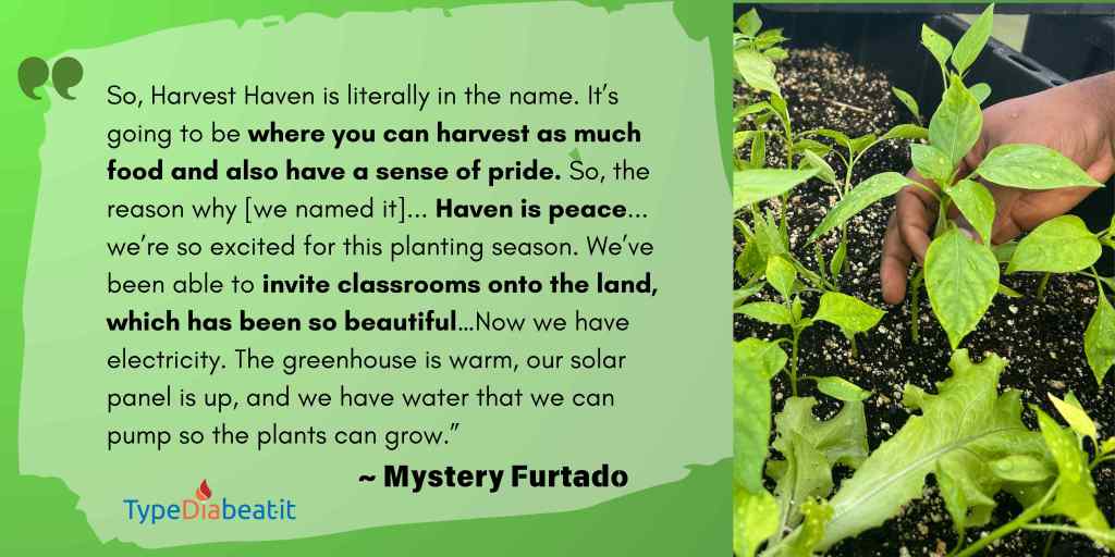 The image features a quote from Mystery Furtado about Harvest Haven, emphasizing its purpose as a place of pride, community, and growth. The text reads:  

"So, Harvest Haven is literally in the name. It’s going to be where you can harvest as much food and also have a sense of pride. So, the reason why [we named it]... Haven is peace... we’re so excited for this planting season. We’ve been able to invite classrooms onto the land, which has been so beautiful... Now we have electricity. The greenhouse is warm, our solar panel is up, and we have water that we can pump so the plants can grow."
— Mystery Furtado 

The background is a gradient of green shades with quotation marks at the top left. At the bottom left, the "TypeDiabeatit" logo is displayed, with "Dia" in red and the rest in blue.  

On the right side of the image, there is a photo of vibrant green seedlings growing in dark soil. A hand is gently tending to one of the plants, highlighting the care and attention involved in nurturing growth. The plants have visible water droplets on their leaves, giving a fresh and thriving appearance.