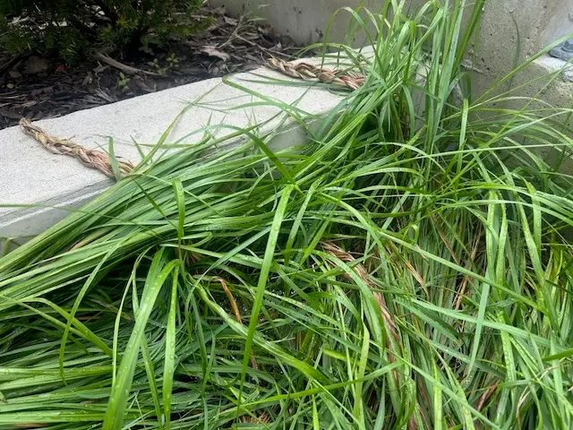 A close-up image of sweet grass lying on the ground beside a concrete edge. The grass is long, green, and slightly tangled, with some braided sections visible.