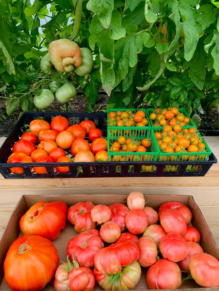 A collection of freshly harvested tomatoes sits on a table in front of tall tomato plants. The table holds trays and boxes filled with different varieties, including large heirloom tomatoes, medium red tomatoes, and small orange cherry tomatoes. Behind them, clusters of ripening tomatoes hang on the vine.