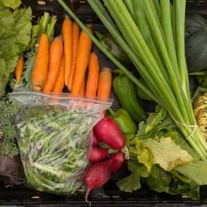 A selection of freshly harvested vegetables from Mulberry Moon Farm arranged in a bin, including carrots, green onions, radishes, peppers, leafy greens in a plastic bag, broccoli, and squash.