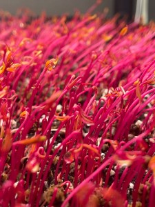 Close-up view of bright pink microgreens growing densely in soil.