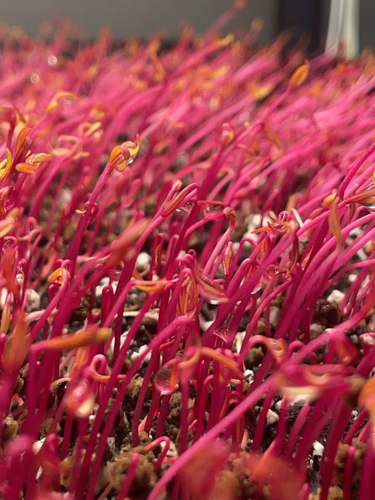 Close-up view of bright pink microgreens growing densely in soil.
