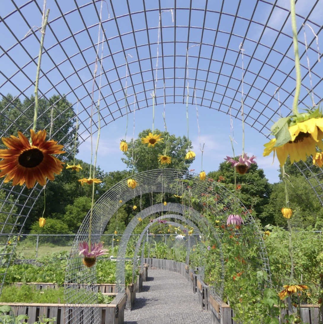 A curved metal garden arch lined with sunflowers and flowering plants at The PATCH, where urban agriculture education and training take place.