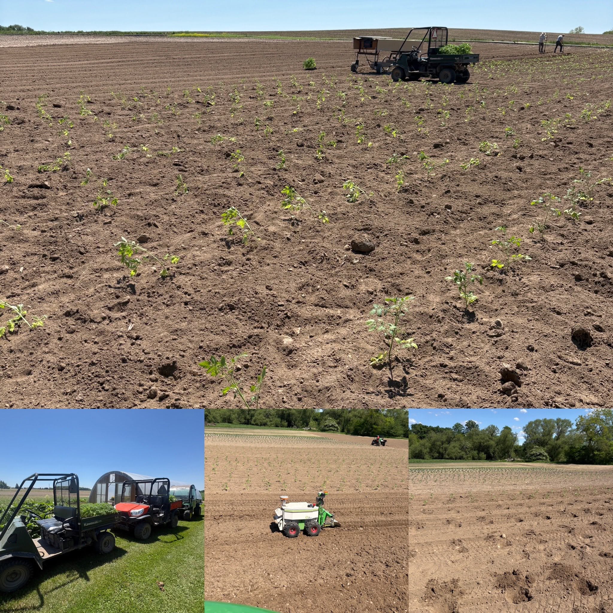 Collage showing a vegetable field with newly transplanted seedlings, farm utility vehicles, and a small autonomous field robot used for planting and crop management.