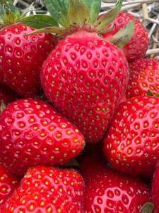 Close-up of ripe red strawberries growing in a field, showing glossy fruit and green leaves at peak harvest readiness.
