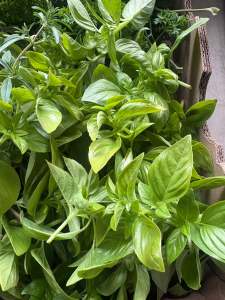 Close-up of freshly harvested basil and other green herbs packed in a cardboard box, showing vibrant leaves ready for distribution.